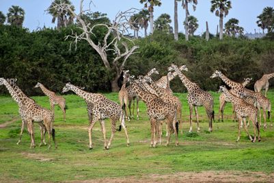 2022_Asilia Usangu Ed_Usangu Expedition Camp_Tanzania_Ruaha National Park_Emma_Giraffe.jpg