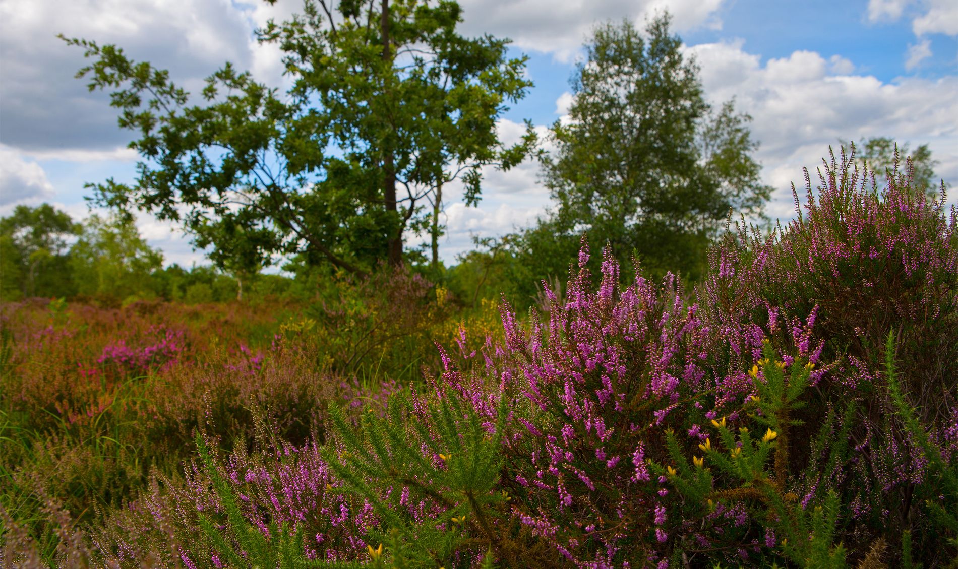 Surrey Wildlife Trust Whitmoor Common Jon Hawkins                                                  