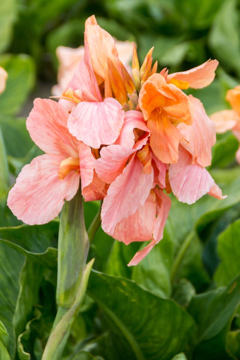 Canna Apricot Frost 