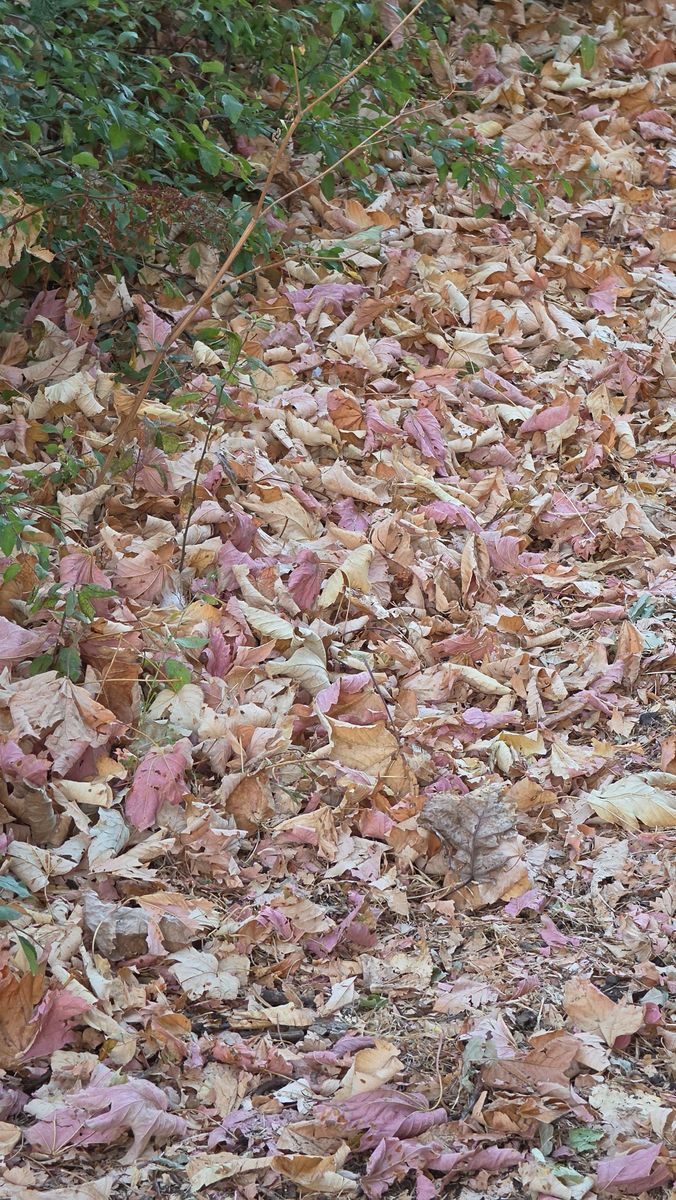 False Autumn 7.jpg