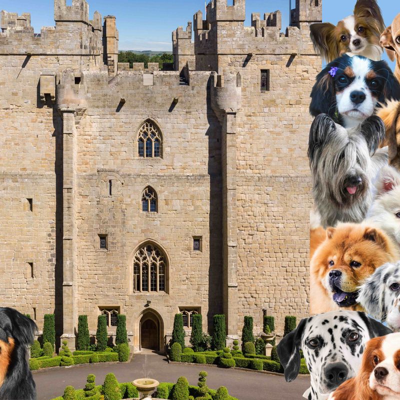 Langley Castle and the Crufts dog breeds that could enjoy a regal stay in 2023