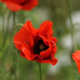 Seedball poppy.jpg