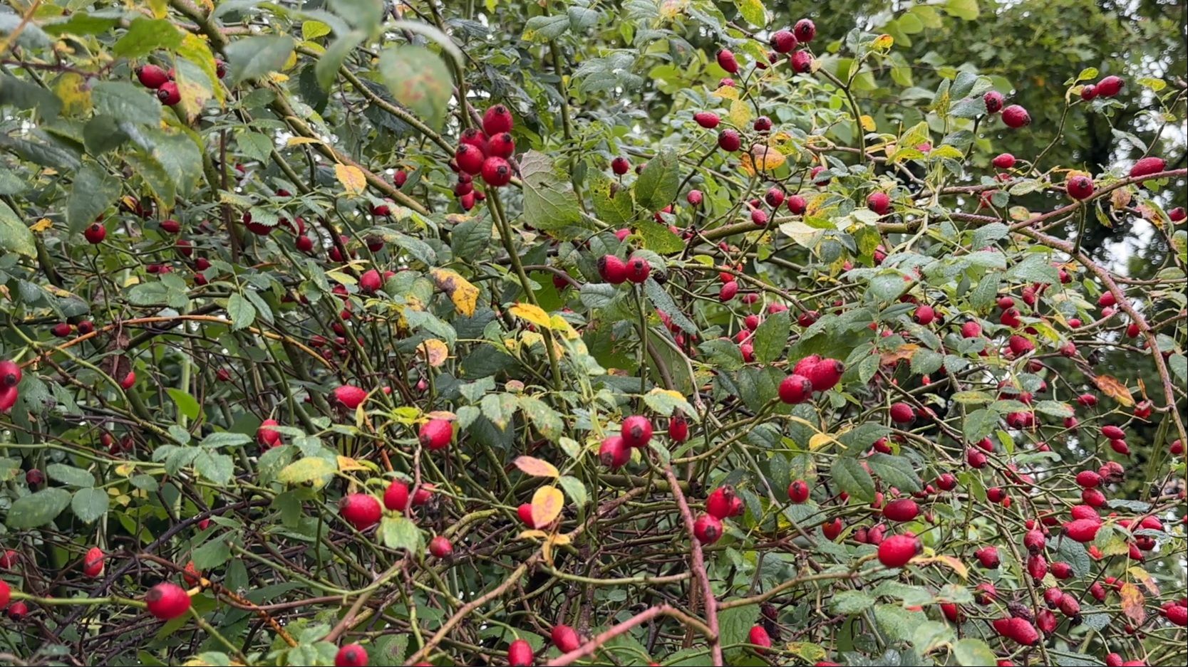 rosehip 2.jpg