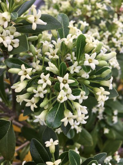 Pittosporum tobira x heterophyllum ‘Green Mound’ (Jule1)  
