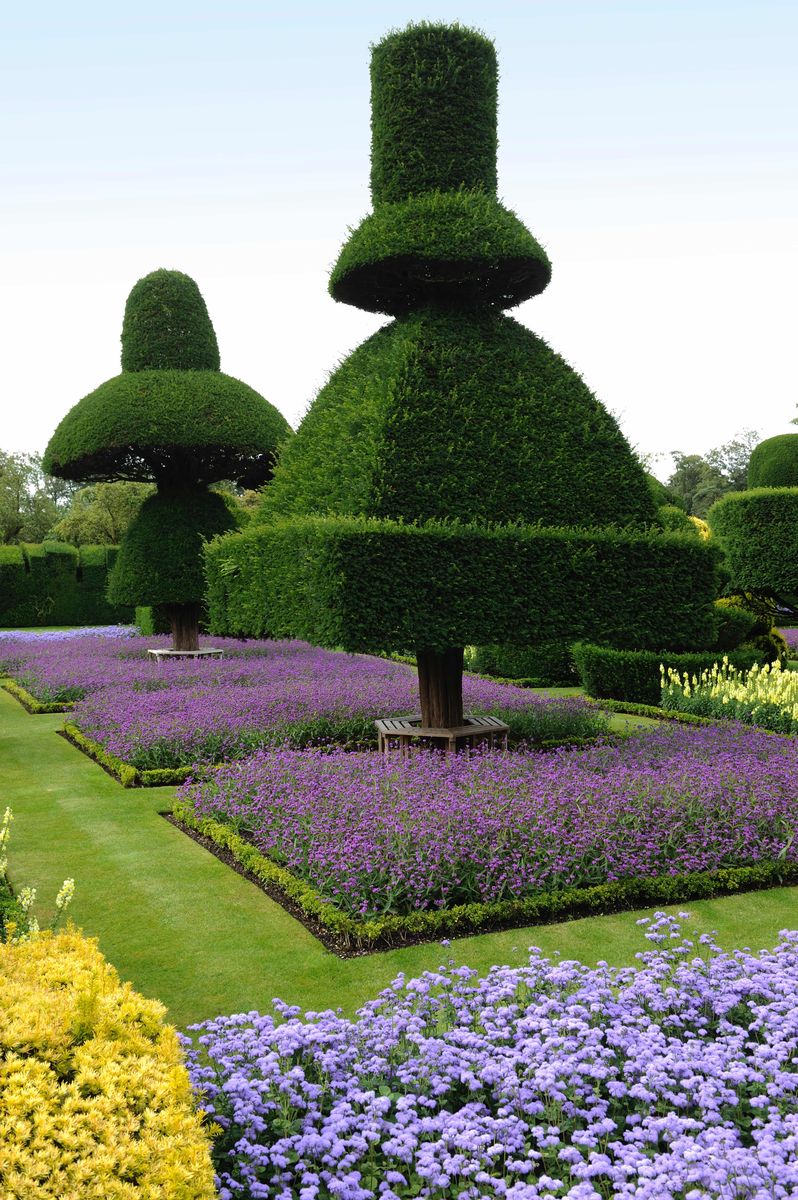 The umbrella trees at Levens Hall and Gardens, Cumbria