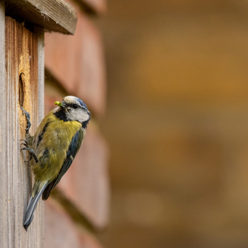 Blue tit in nest box