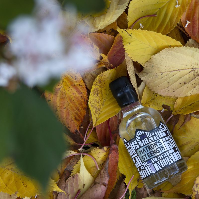 Matron's Strength - alternative autumn angle