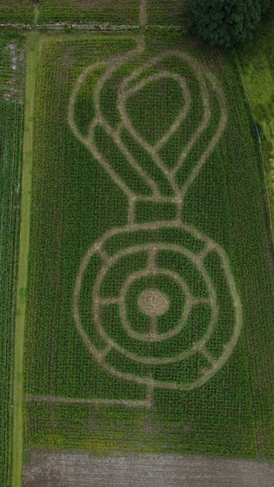 The 2024 mini maze at Lakeland Maze Farm Park, near Kendal, shaped as an Olympic or sporting medal