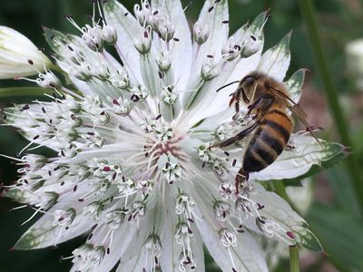 Bee 3.jpg