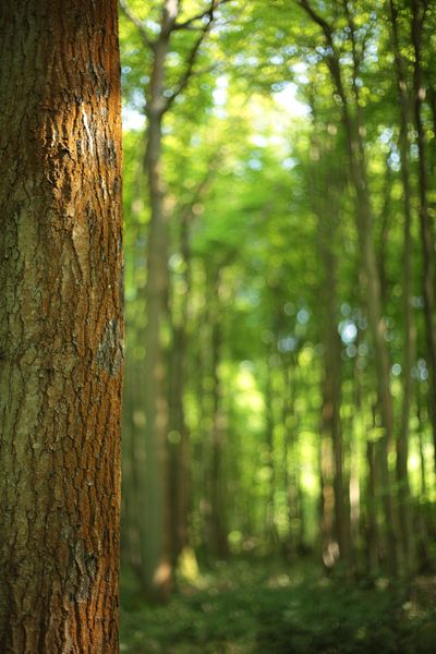 Woodlands.co.uk                                                                                                      