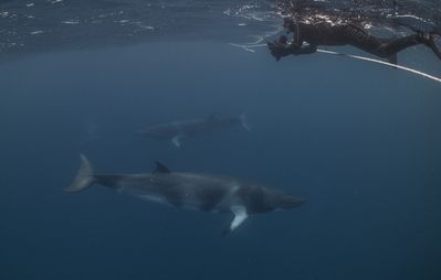 dwarf minke whales 1 credit_ Tourism and Events Queensland.jpg