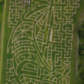 The main maze at the Lakeland Maze Farm Park, near Kendal, 2024