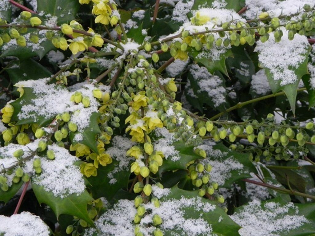 Mahonia japonica