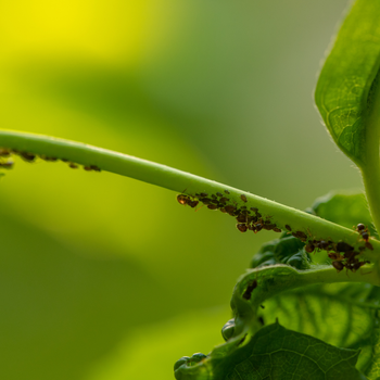 Aphids