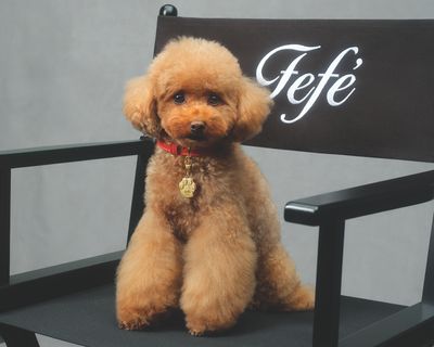 Dolce&Gabbana Fefé