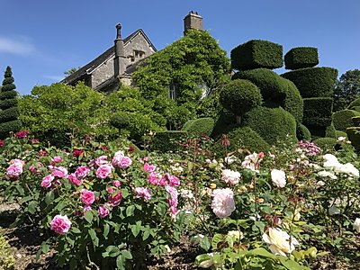 Roses and the world's oldest topiary garden, in front of Levens Hall, Cumbria