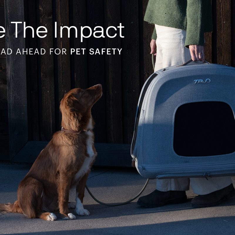 Tavo Pets, pet protection specialists, launch 'Imagine the Impact'