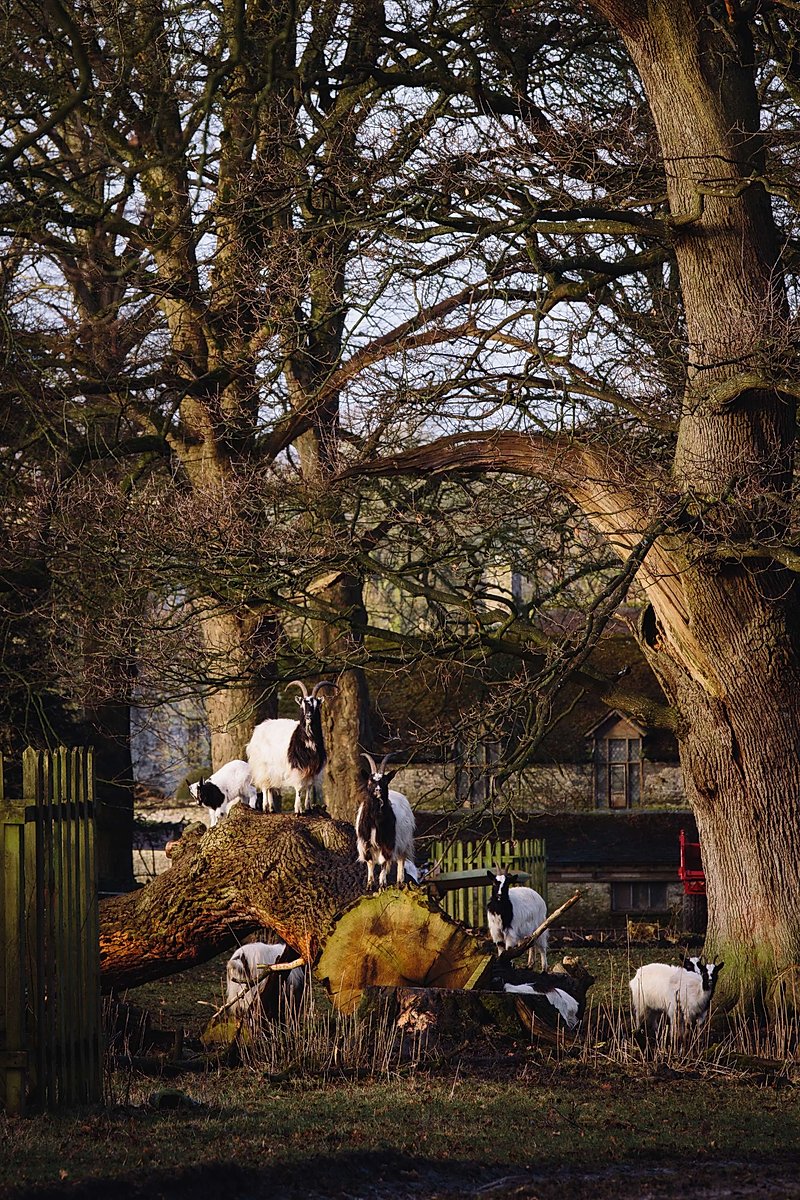 Bagot goats at Levens Hall & Gardens