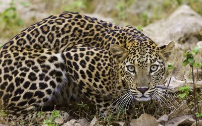 Leopard_Kanha National Park_dreamstimem74579005 Wild Central India.jpg