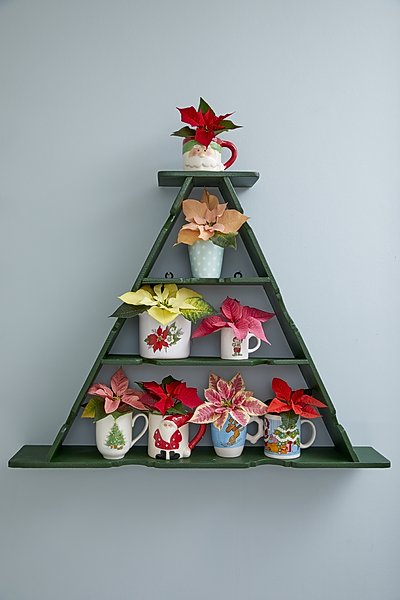 2022_poinsettia_05000_Mid_Century_Cheer_11.jpg