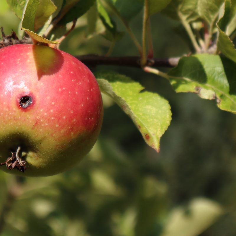 Codling moth larvae damage