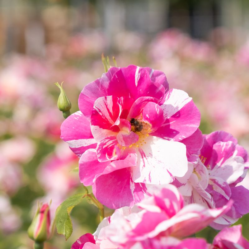 The King's Rose