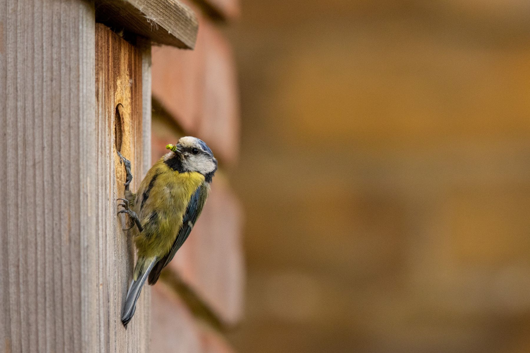 Blue tit in nest box