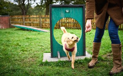 Doggy play park.sm.jpg