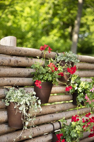 2023_Geraniums_4000_Warm_Country_Chic_07.jpg