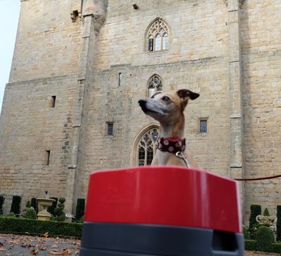 A canine visitor outside Langley Castle Hotel, Northumberland