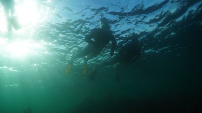 Snorkelling with Seals (3).JPG
