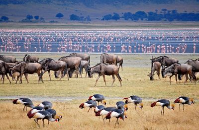 WildebeestmigrationintanzaniaDT (1).jpg