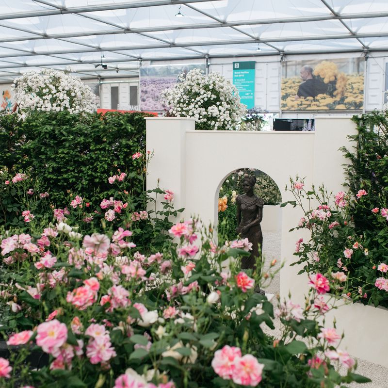 David Austin Roses receive 29th Gold for ‘The King’s Rose’ Showcase at RHS Chelsea Flower Show 2025