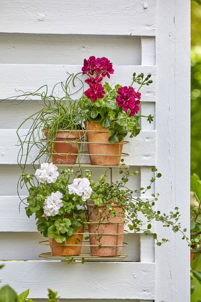 2022_Geraniums_7000_Romantic_Garden_Corners_07.jpg