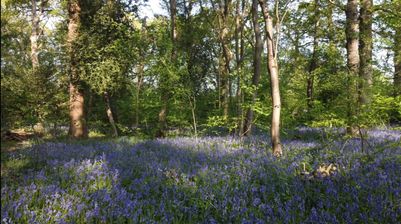 bluebells2.jpg
