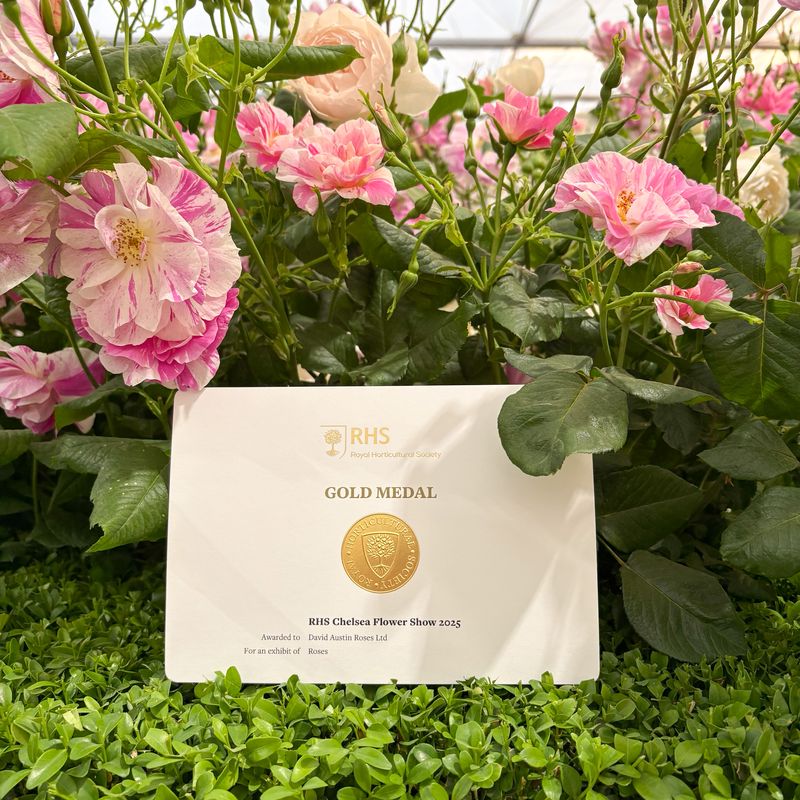 David Austin Roses receive 29th Gold for ‘The King’s Rose’ Showcase at RHS Chelsea Flower Show 2025