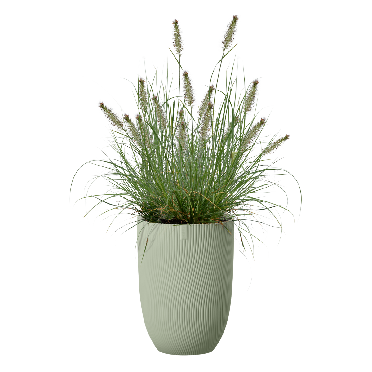 sereh high 30cm - nordic green