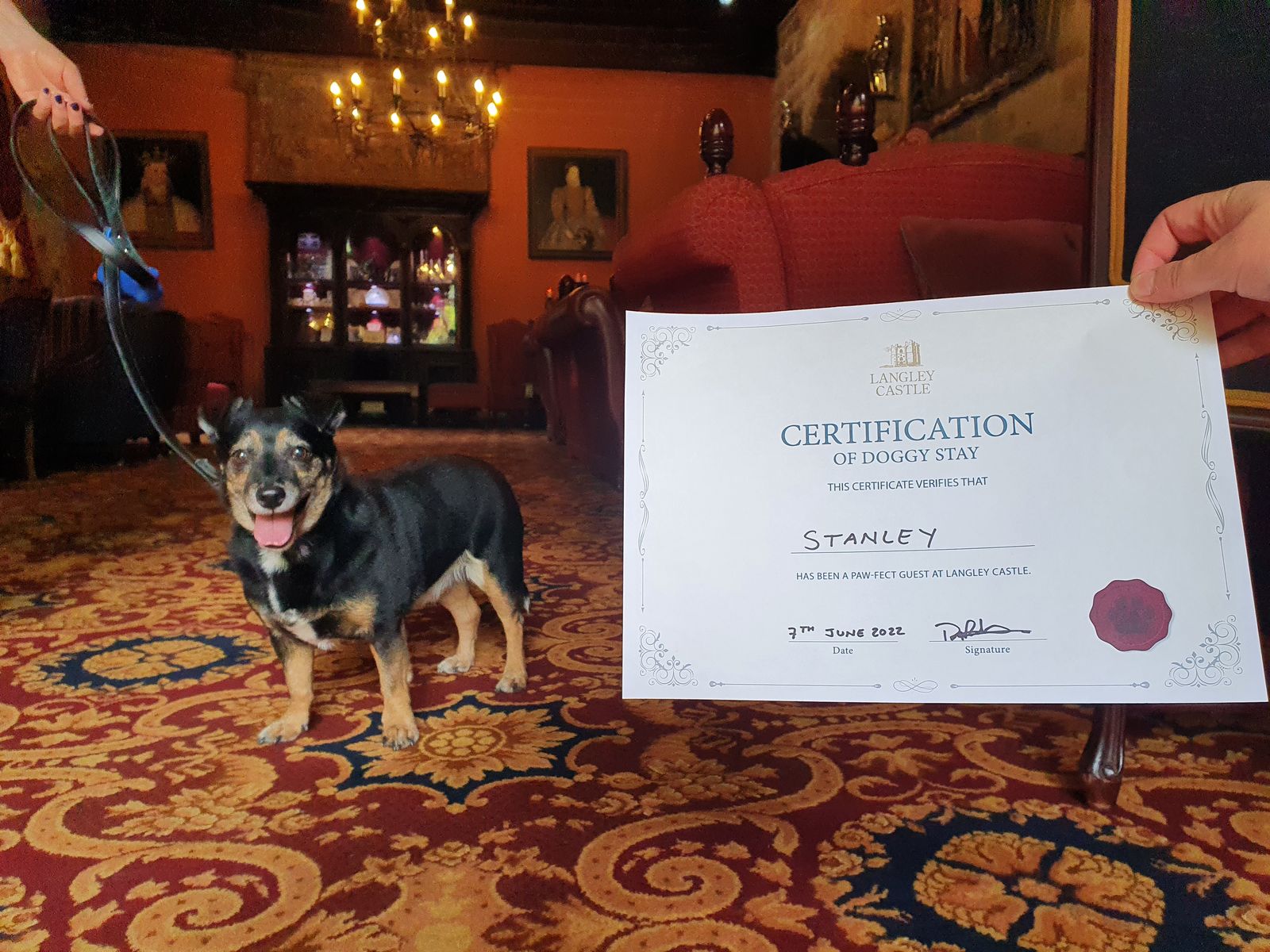 Doggy visitor, Stanley, relishing his Certification of Doggy Stay at Langley Castle Hotel