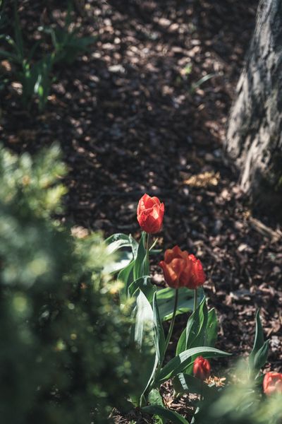 Tulpen im Park-upscale-22.jpg