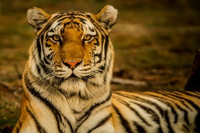 Bengal Tiger. Credit Blake Meyer.jpg