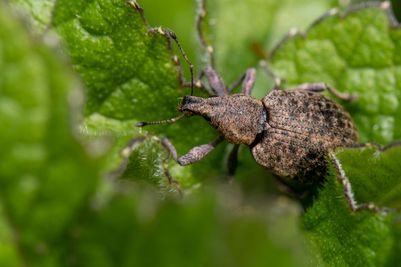 Vine weevil