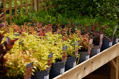 Hillier Garden Centres and Nurseries
