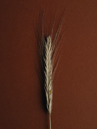 YERA-Details-1©Charlotte Lapalus-FORESTIS (15).jpg