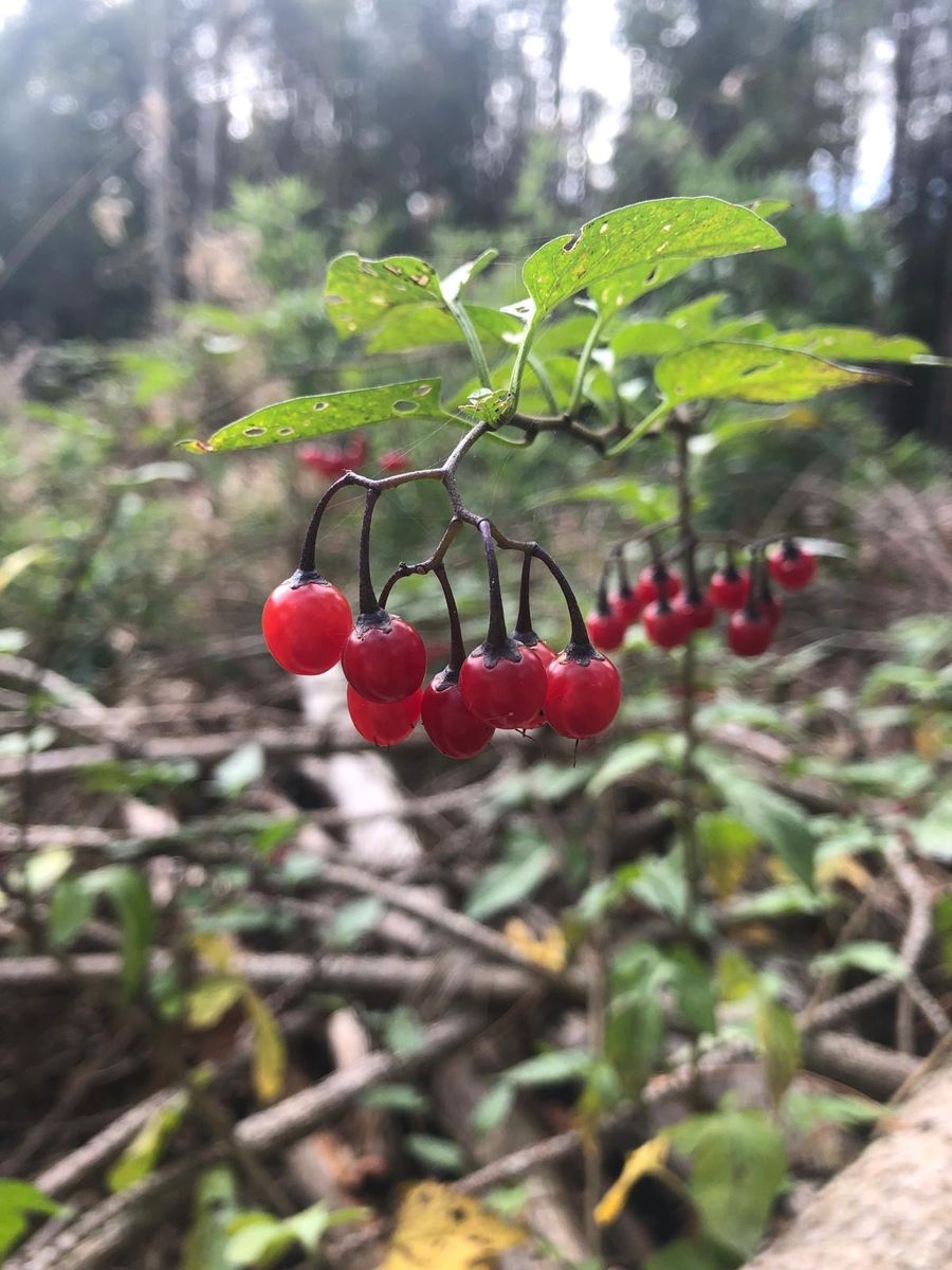 Halloween 9.jpeg