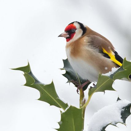 Photo credit - Sean McMenemy, Ark Wildlife