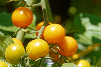 Tomatoes growing on the vine