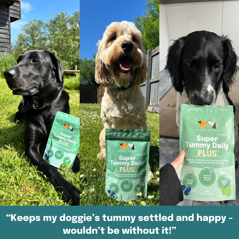 Buddy & Lola, Super Tummy Daily Plus, Pre, Pro & Postbiotics for dogs