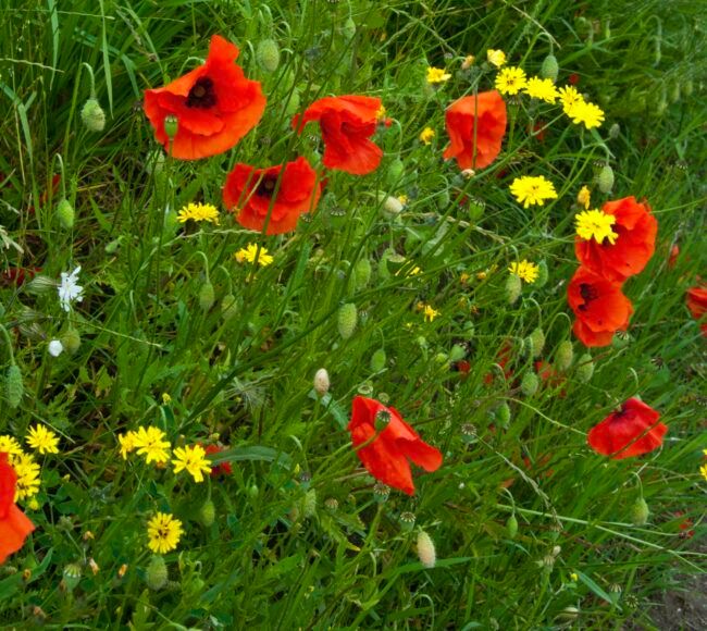 wild-flowers-scaled-e1713629371808.jpg