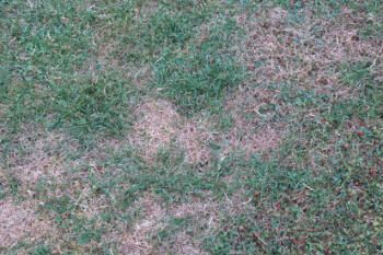 Turf with leatherjacket damage