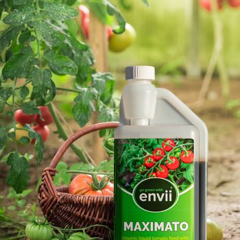 Maximato-3.jpg